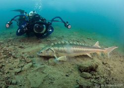 Mr H and diamond sturgeon - first time underwater with th... by Mark Thomas 